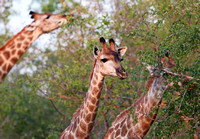 Leopard Hills — Morning Giraffe Sighting