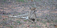 Leopard Hills — Resting Cheetah