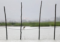 Fujian - Ardeola bacchus on a Fish Net