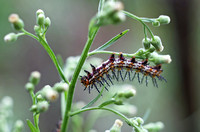 Fujian - Striped Caterpillar