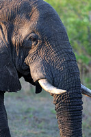 Leopard Hills — Tree-grazing Elephant