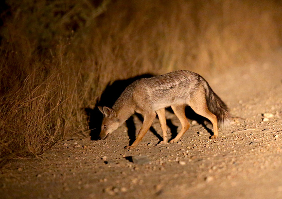 Scent-driven Jackal