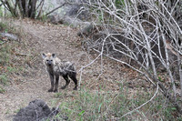 Leopard Hills — Hyena Near the Den