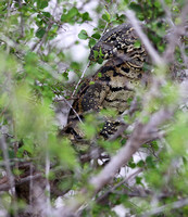 Leopard Hills — Varanus niloticus