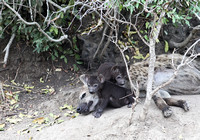 Leopard Hills — Hyena Cubs
