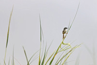 Fujian - Prinia flaviventris (黄腹山鹪莺) on a Reed