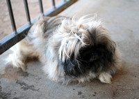 Winter wind Pekingese