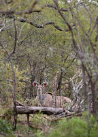 Leopard Hills — Greater Kudu Bull