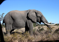 Final Manyeleti Elephant Image