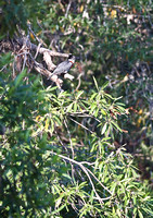 Leopard Hills — Giant Kingfisher