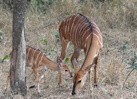 Calf and Mother