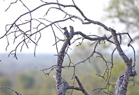 Leopard Hills — Crested Barbet