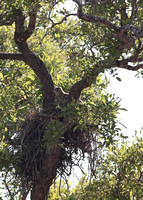 Leopard Hills — Nesting Wahlberg's Eagle