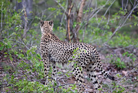 Leopard Hills — Initial Cheetah Sighting