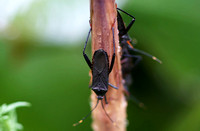 Fujian - Coreidae sp. (Leaf-Footed Bugs)