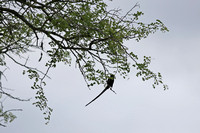 Leopard Hills — Magpie Shrike