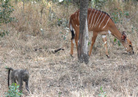 Papio ursinus with Tragelaphus angasii