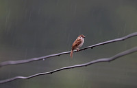 Fujian - Passer montanus in Typhoon Soulik's Rain