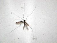 Fujian - Tipulidae (Crane Fly)