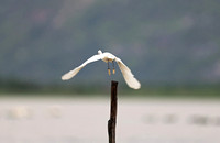 Fujian - Egret Atop a Pole