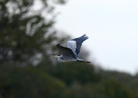 Ardea cinerea in Flight