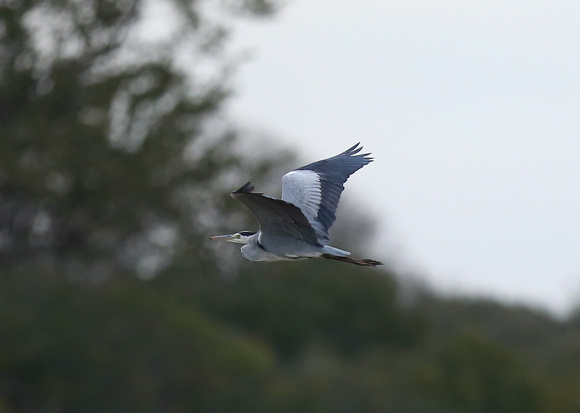 Wings of Ardea cinerea