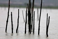 Fujian - Poles in Rain
