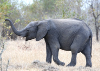 Elephants Crossing a Track