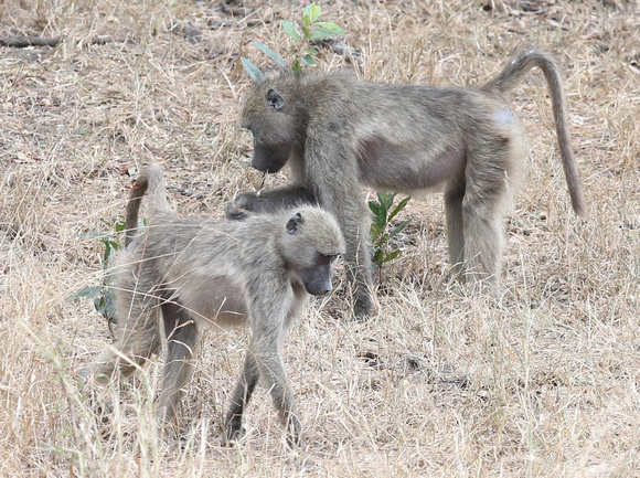 Two Chacma Baboons