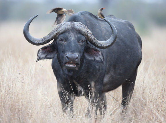 Oxpecker in Motion