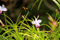 香港 - Wasps and Orchids at Kadoorie Farm