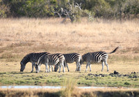 Equus quagga Quartet