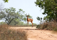 Leopard Hills — Impala on the Track