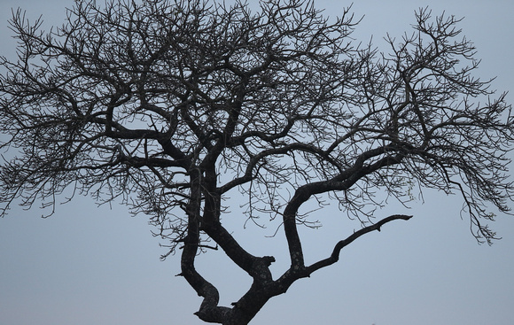 Notable Tree Silhouette