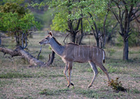 Leopard Hills — Kudu Feeding Time