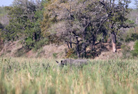 Leopard Hills — Hidden White Rhino