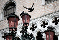 Venice - Piazza San Marco Birds
