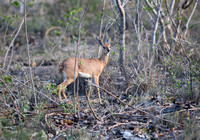 Leopard Hills — Male Steenbok