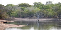 Leopard Hills — Trees Around a Hippo Pool