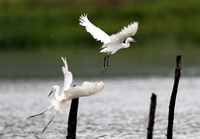 Fujian - Egrets and Herons on Poles