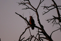 Tawny Eagle in Manyeleti