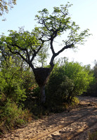 Leopard Hills — Hamerkop Nest