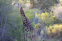 Leopard Hills — Springtime Giraffe