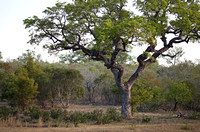 Leopard Hills — Large Tree
