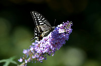 October Lepidoptera - Papilio xuthus