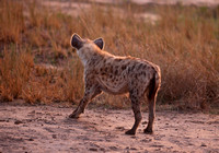 Leopard Hills — Resting Hyenas