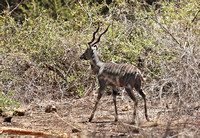 Meru — Lesser Kudu Shuffle