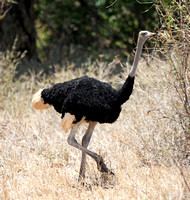 Meru — Male Somali Ostrich
