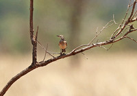 Meru — Mirafra hypermetra on a Branch