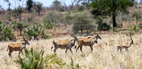 Meru — Eland and Grant's Gazelle